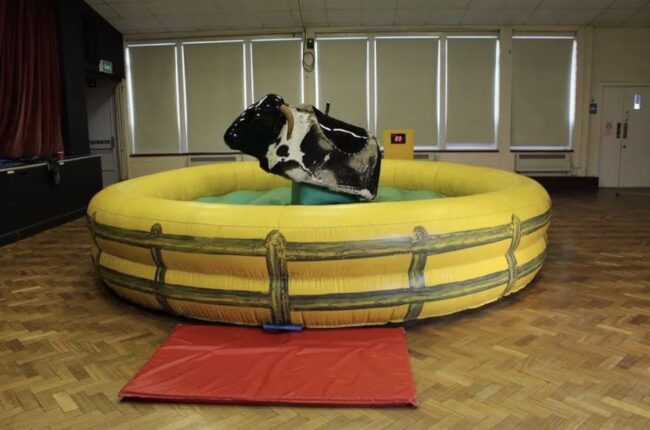 Rodeo bull